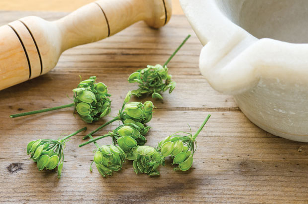 Мeдвеђа шапа јача потенцију